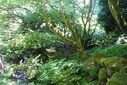 101 - Butchard Gardens  - IMG_1709
